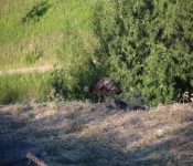 MontanaTurkeys2013 001